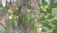 吉林榆树最新爆料,揭秘神秘事件背后的真相